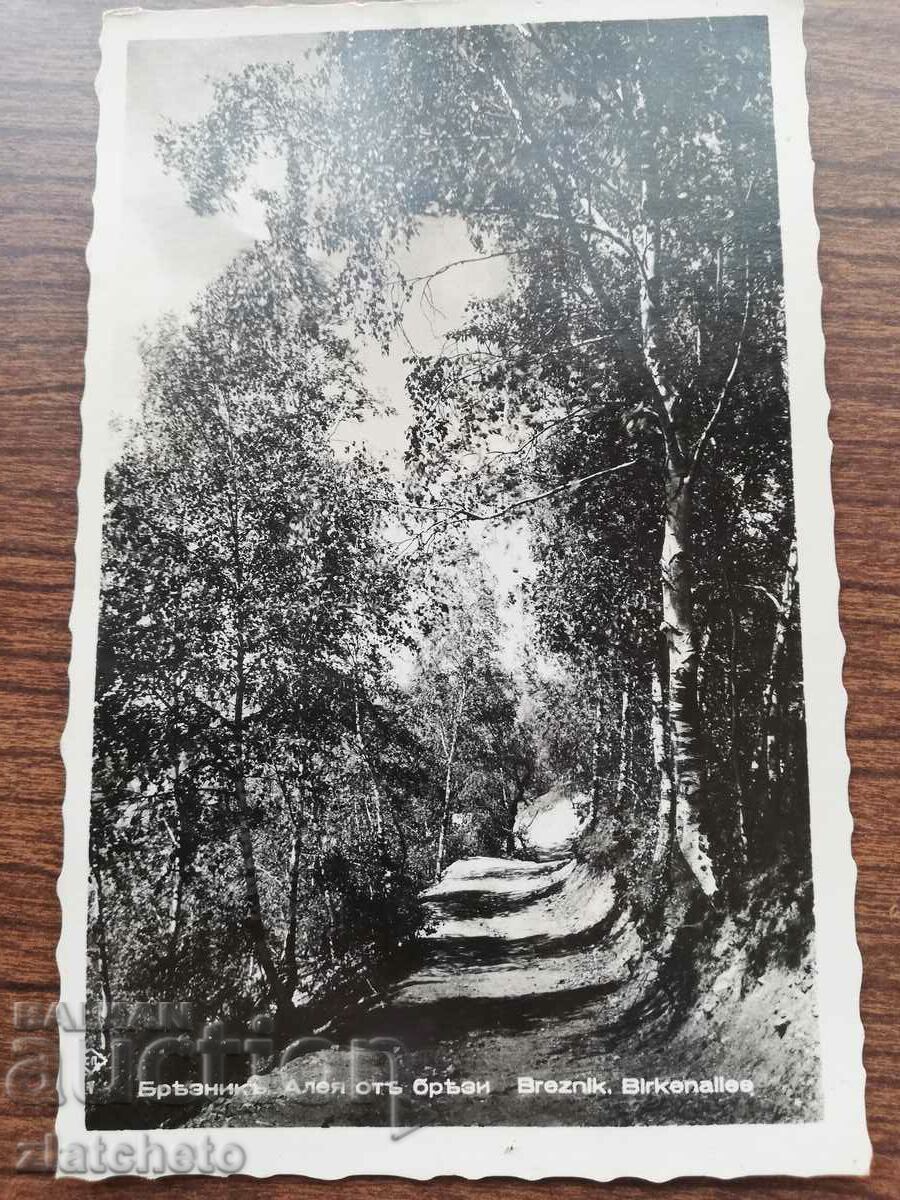 Postal card Kingdom of Bulgaria - Breznik, birch alley with price 12.00 BGN | € 6.14 Postal card Kingdom of Bulgaria - Breznik, birch alley with price 12.00 BGN | € 6.14