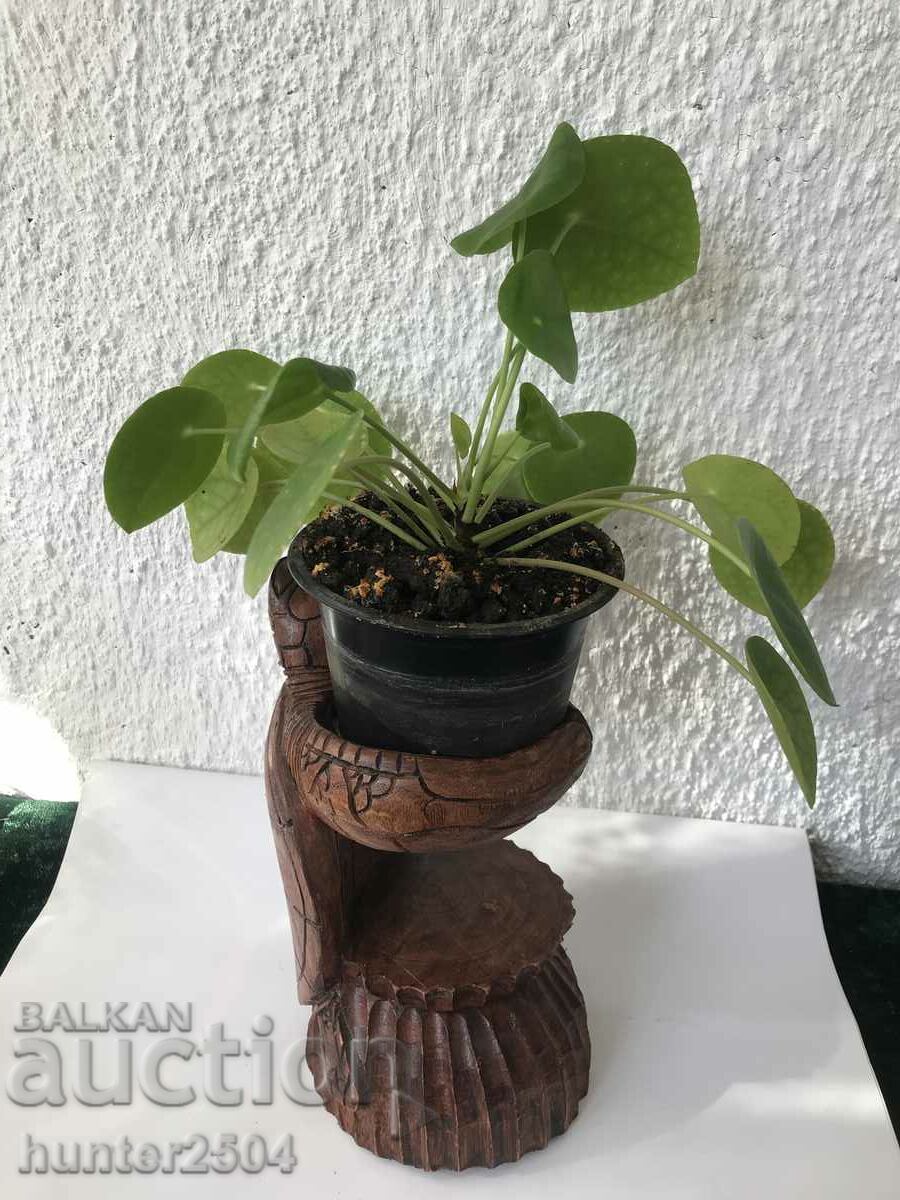 Auction  Tortoise-24/13 cmAfrica