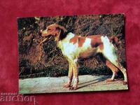 Illustrated postcard of dogs "BRETON SPANIEL" 1964.