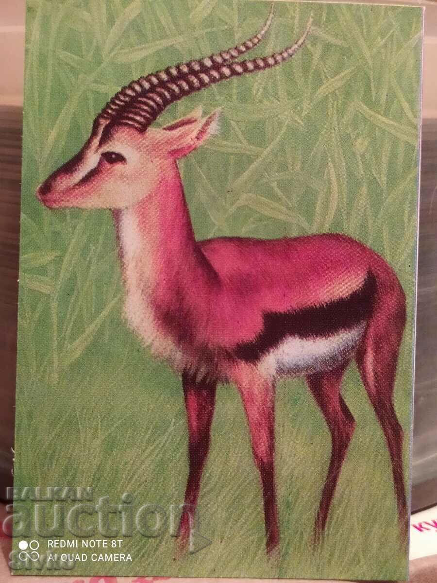 Calendar Antelope 1977 Calendar Antelope 1977