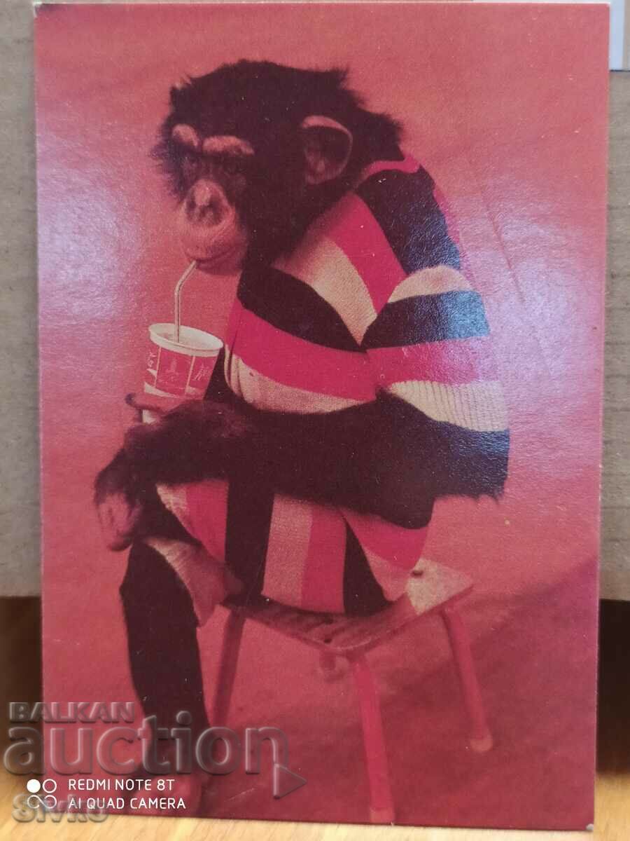 Maimuță calendaristică de la circ 1985