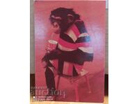 Календарче Маймуна от цирк 1985