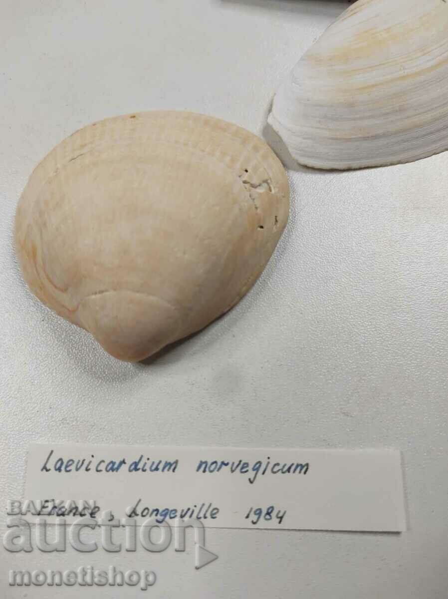 Μεγάλη θαλάσσια συλλογή + Nautilus Nautilus με τιμή 250.00 BGN | € 127.82 Μεγάλη θαλάσσια συλλογή + Nautilus Nautilus με τιμή 250.00 BGN | € 127.82