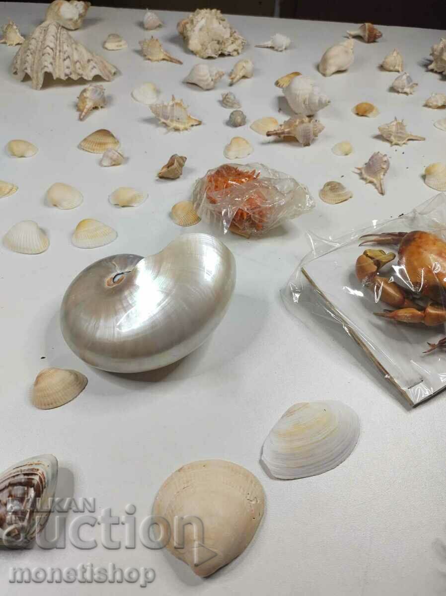 Δημοπρασία Μεγάλη θαλάσσια συλλογή + Nautilus Nautilus Δημοπρασία Μεγάλη θαλάσσια συλλογή + Nautilus Nautilus