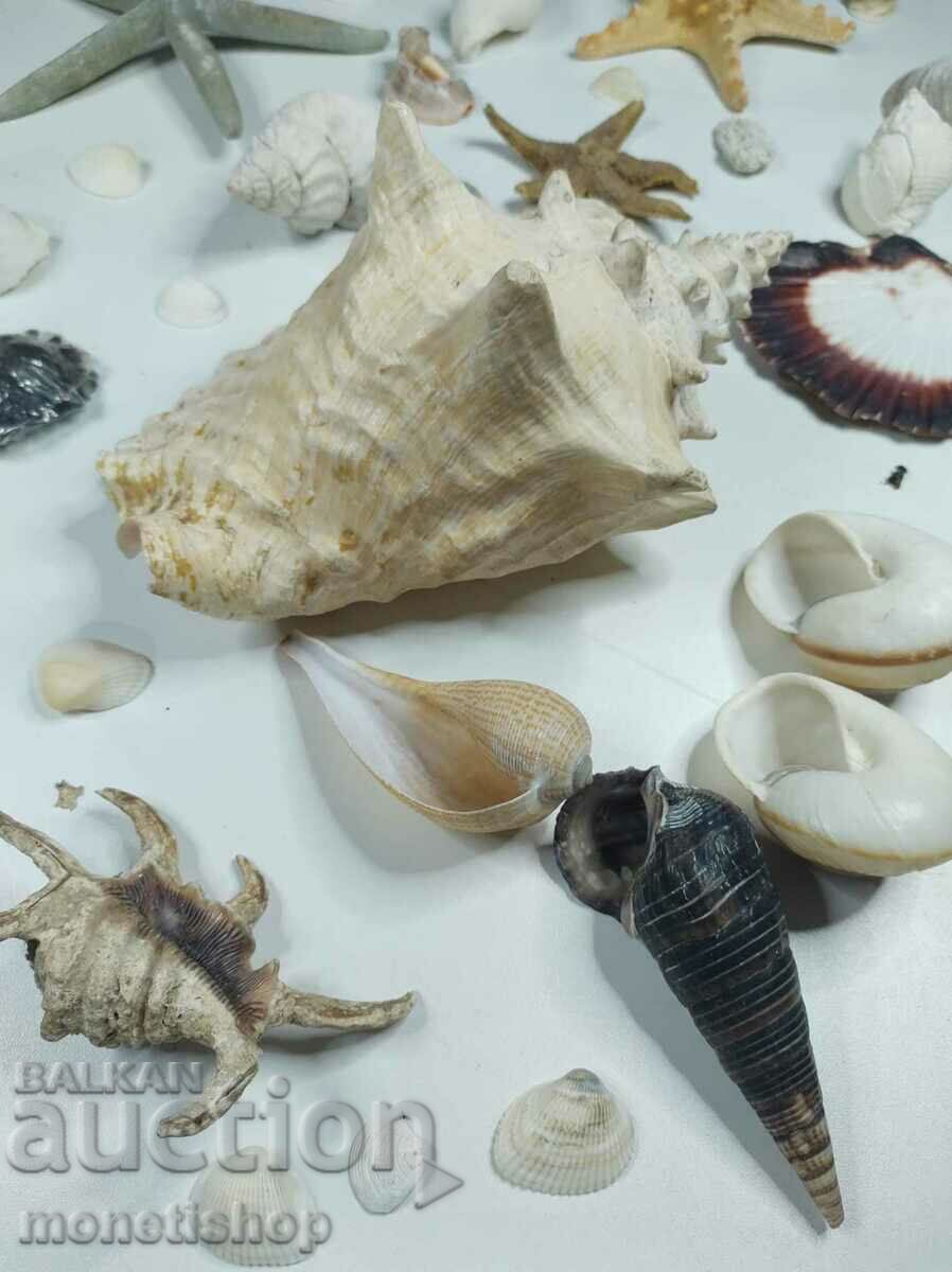 Παράδοση Μεγάλη θαλάσσια συλλογή + Nautilus Nautilus Παράδοση Μεγάλη θαλάσσια συλλογή + Nautilus Nautilus