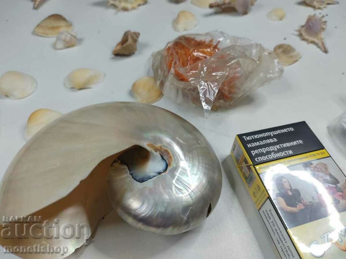 Μεγάλη θαλάσσια συλλογή + Nautilus Nautilus - 5 Μεγάλη θαλάσσια συλλογή + Nautilus Nautilus - 5