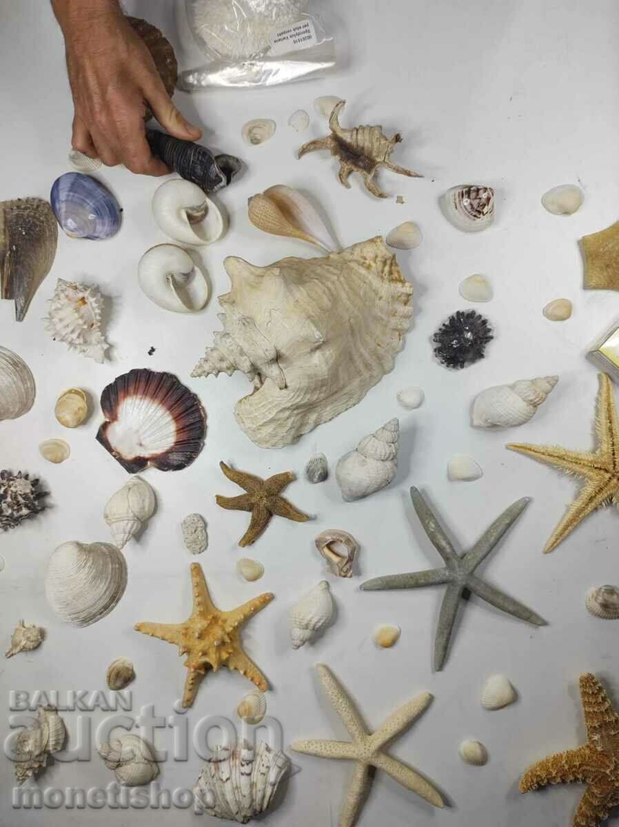 Μεγάλη θαλάσσια συλλογή + Nautilus Nautilus - 6 Μεγάλη θαλάσσια συλλογή + Nautilus Nautilus - 6