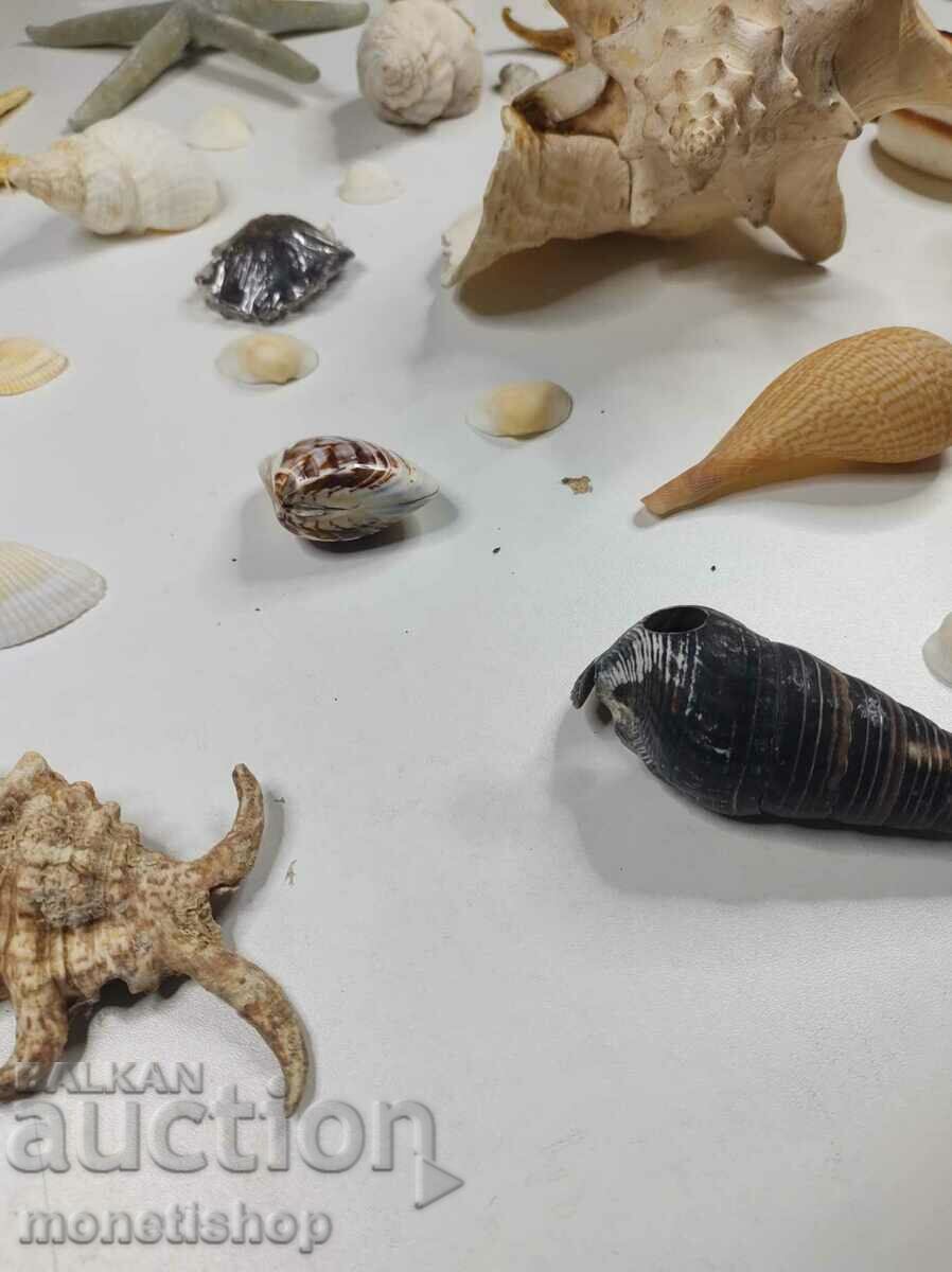 Μεγάλη θαλάσσια συλλογή + Nautilus Nautilus - 7 Μεγάλη θαλάσσια συλλογή + Nautilus Nautilus - 7