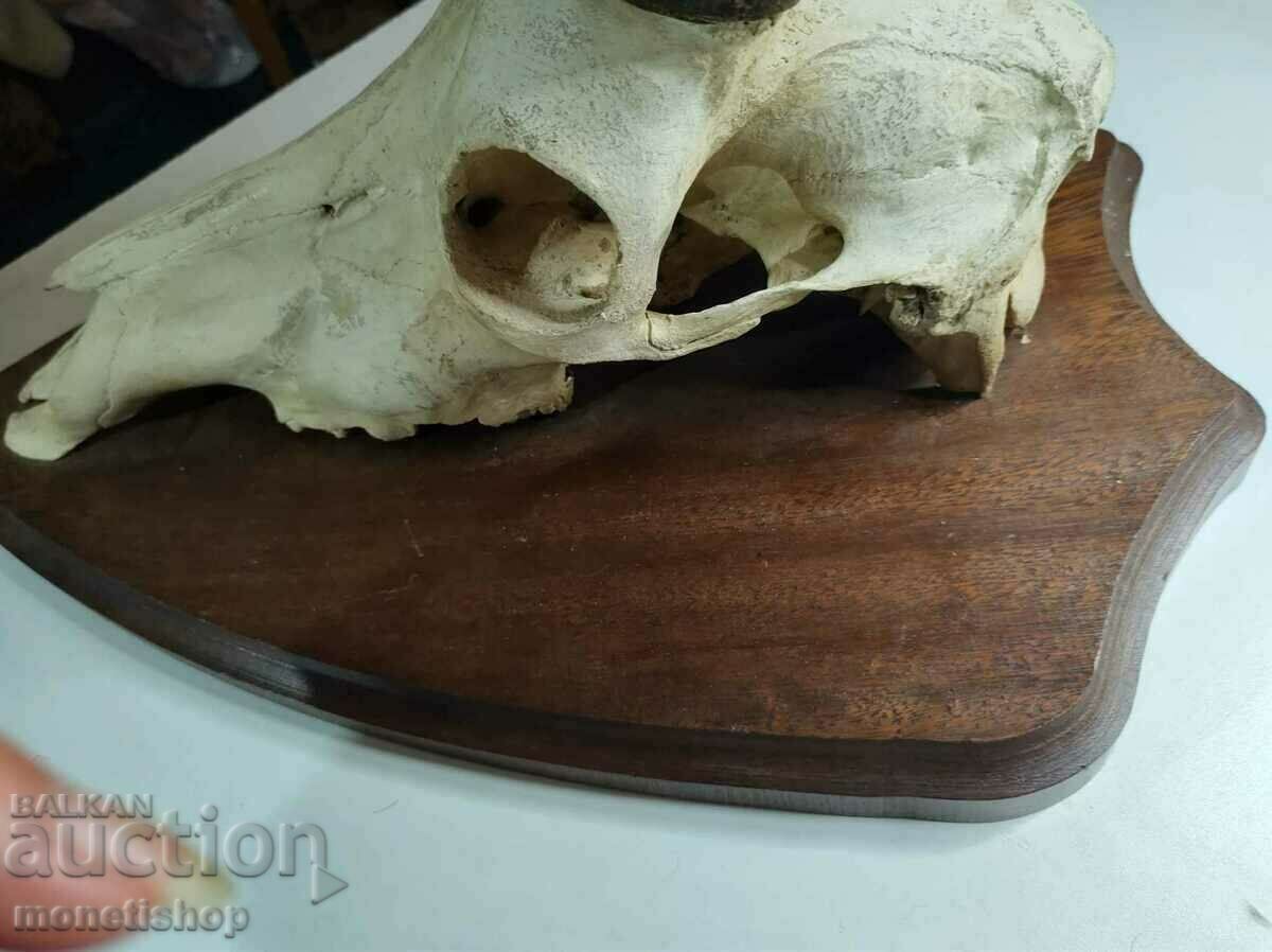 Unique trophy!!! A very rare hunting trophy with price 3000.00 BGN | € 1533.88