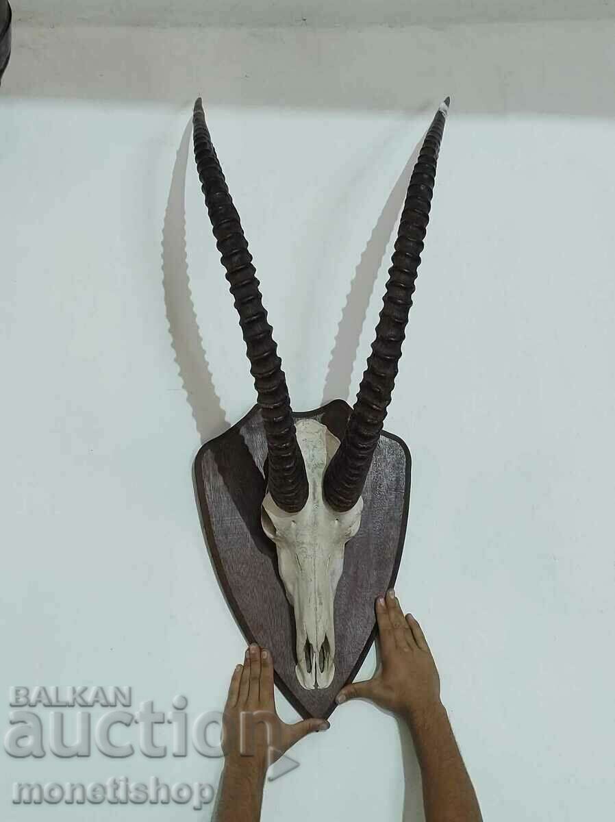 Auction  Unique trophy!!! A very rare hunting trophy