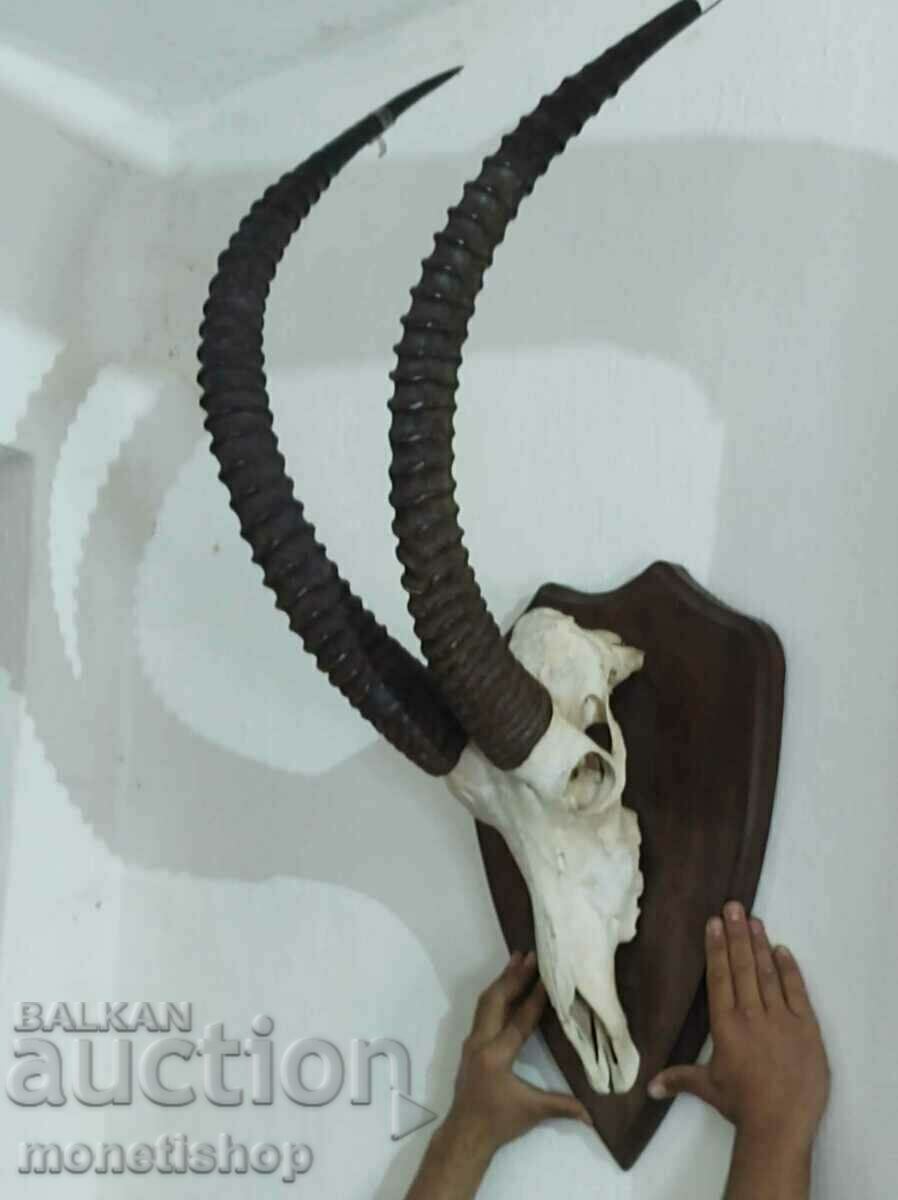 Delivery of Unique trophy!!! A very rare hunting trophy