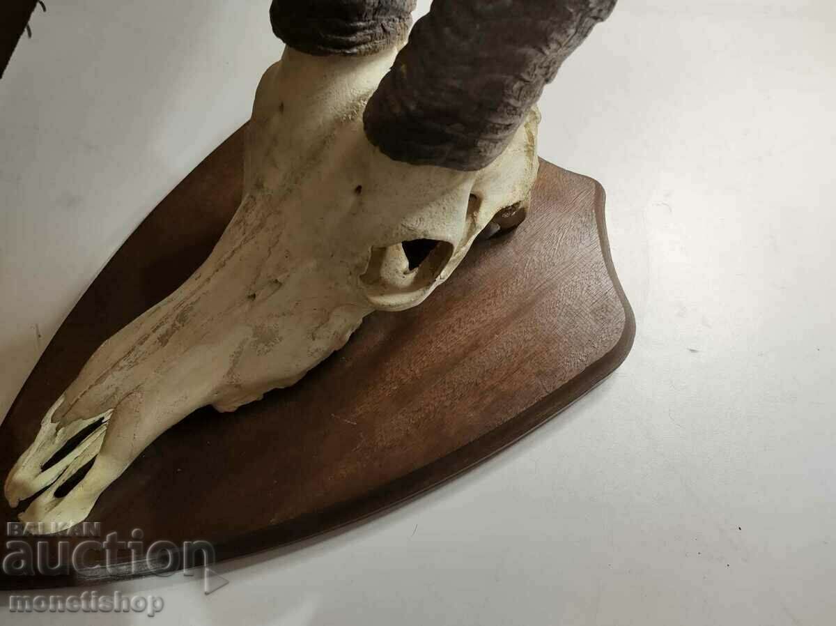 Unique trophy!!! A very rare hunting trophy - 5