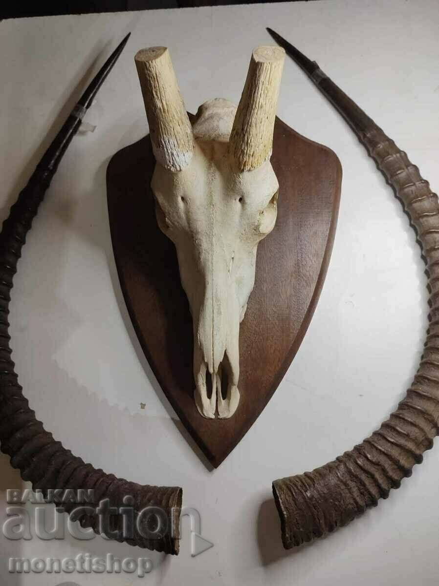 Unique trophy!!! A very rare hunting trophy