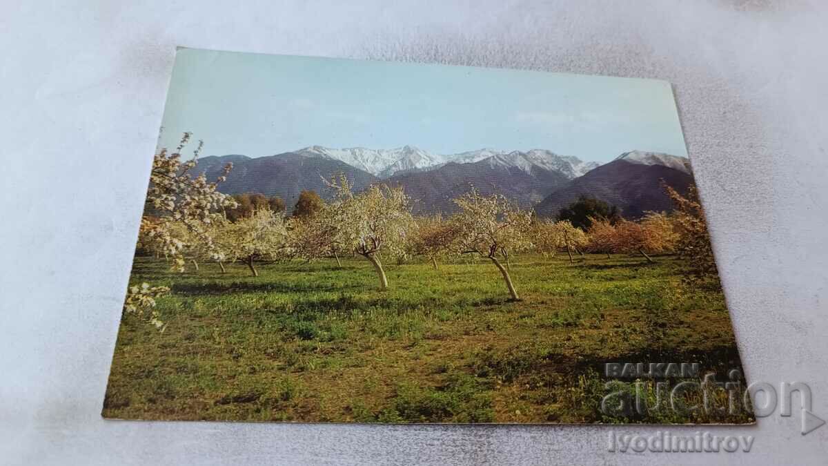 Καρτ ποστάλ Μπάνσκο Άποψη του Πιρίν