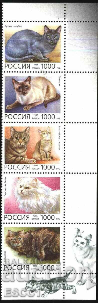 Pure Stamps Fauna Cats 1996 from Russia