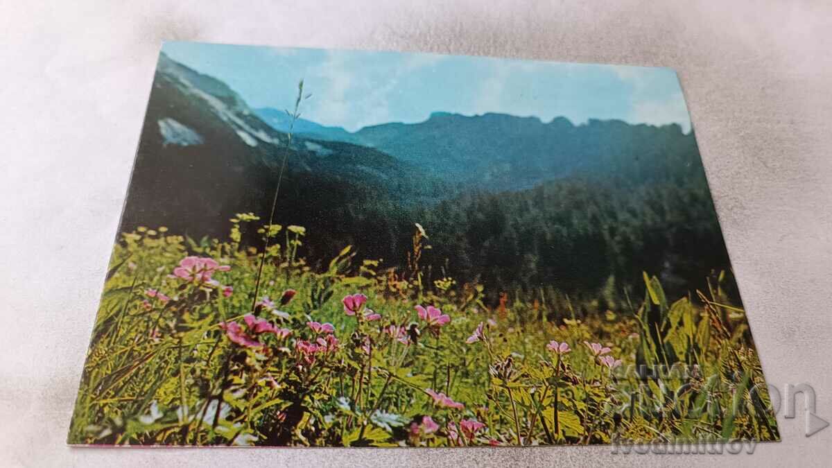 Postcard Pirin Cut from the mountain 1980