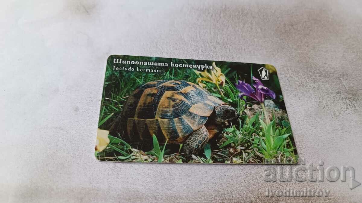 Phonocard Mobika the broad-tailed turtle