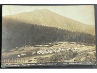 3810 Kingdom of Bulgaria Teteven cowshed under Mount Vezhen 1929