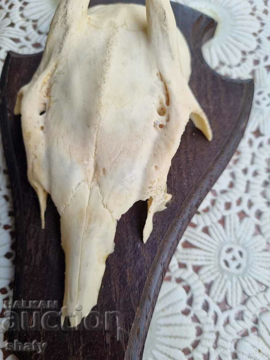 Un trofeu vechi. coarne cu preț € 20.00 | 39.12 BGN