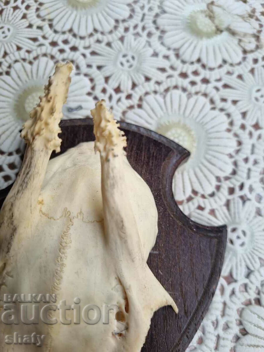 Auction An old trophy. Horns Auction An old trophy. Horns