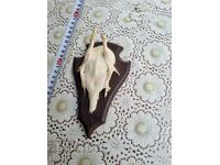 An old trophy. Horns