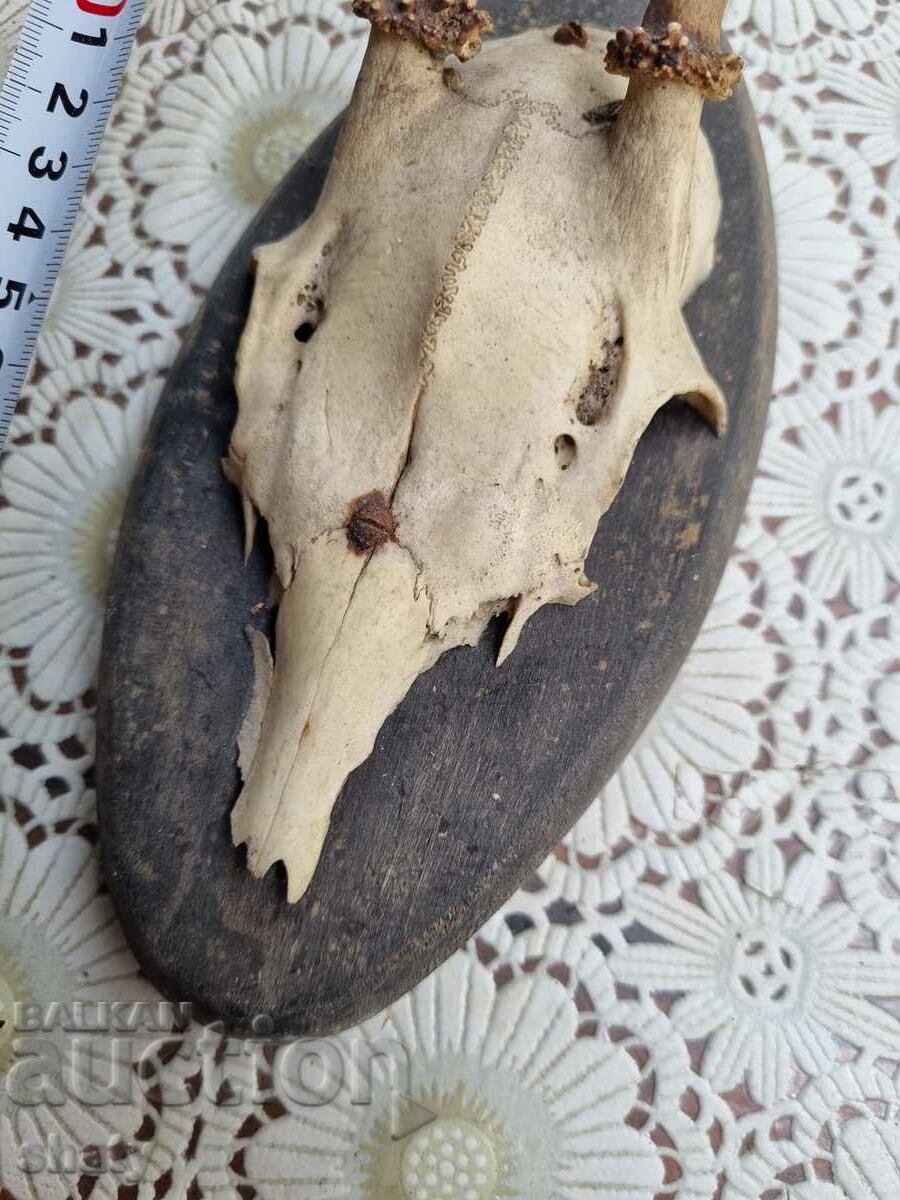 An old trophy. Horns with price 35.00 BGN | € 17.90