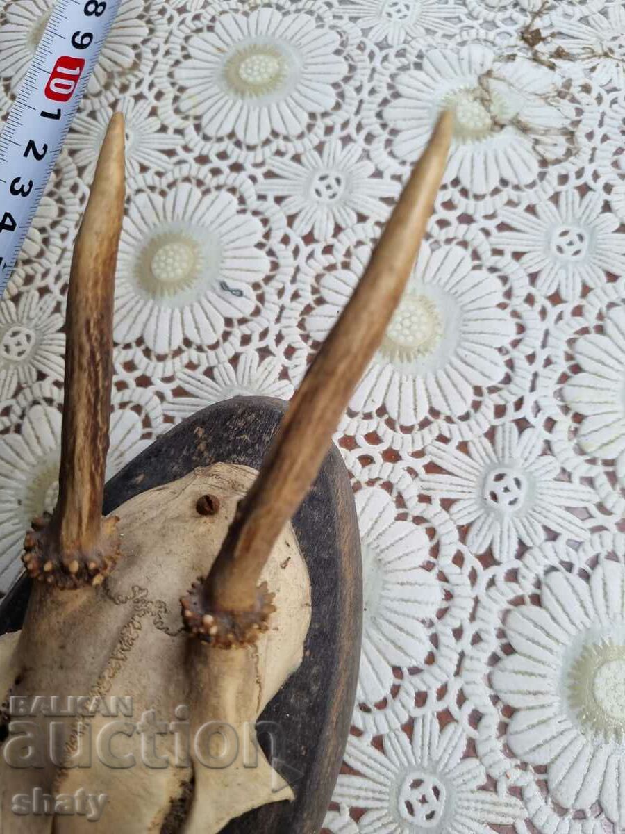 Auction  An old trophy. Horns