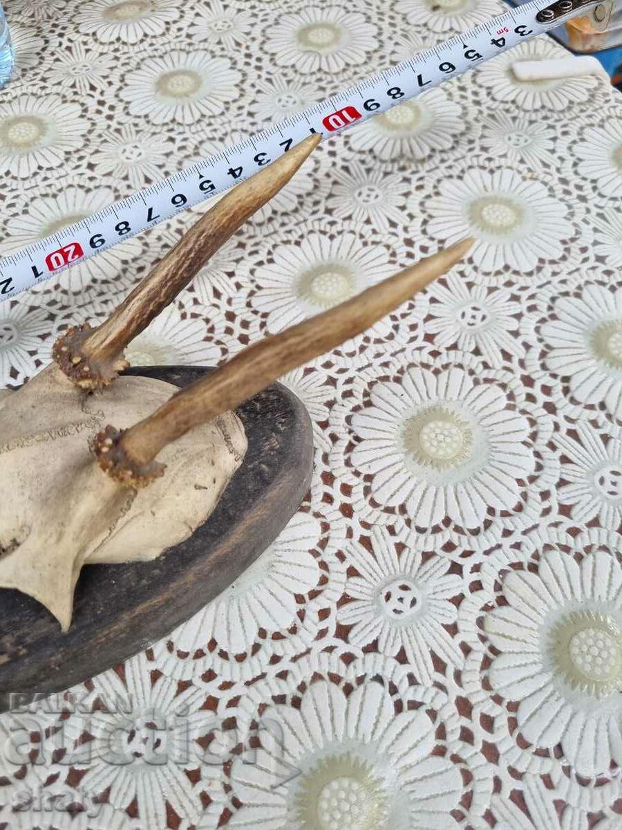 Delivery of An old trophy. Horns