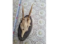 An old trophy. Horns