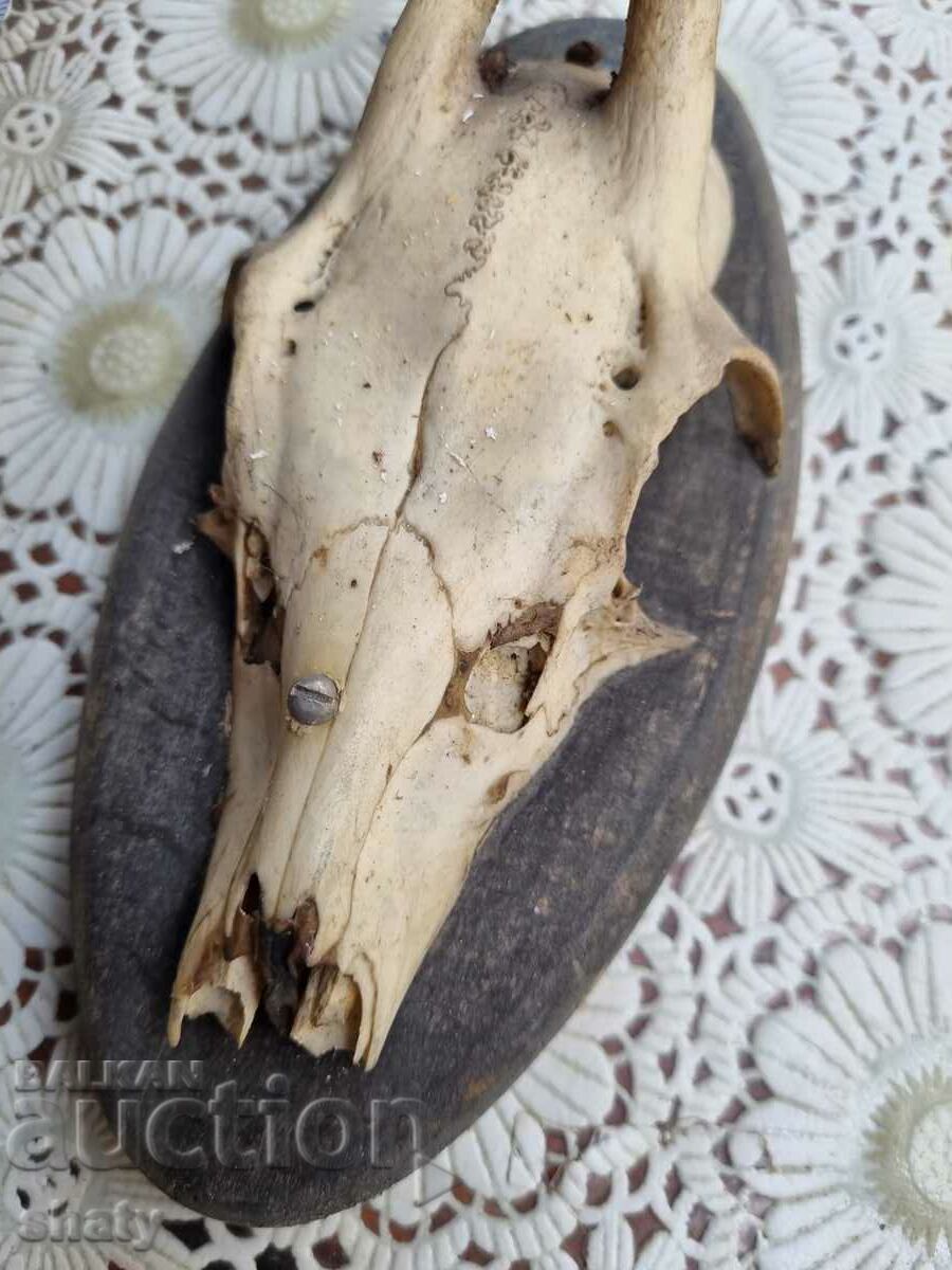 An old trophy. Horns with price 35.00 BGN | € 17.90 An old trophy. Horns with price 35.00 BGN | € 17.90