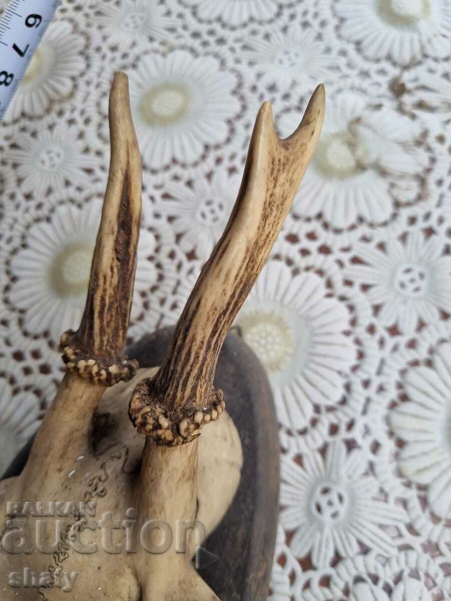 Auction An old trophy. Horns Auction An old trophy. Horns