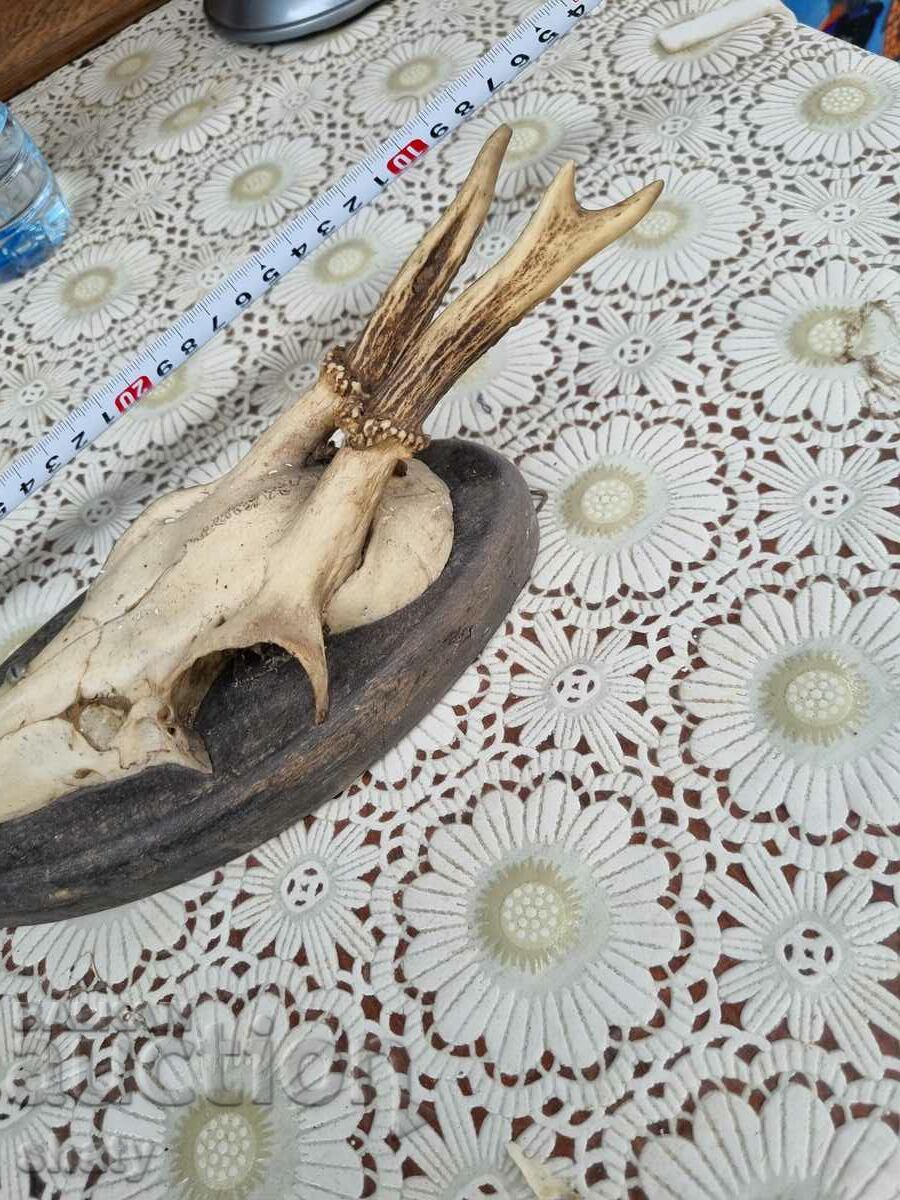 Delivery of An old trophy. Horns Delivery of An old trophy. Horns