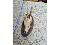 An old trophy. Horns