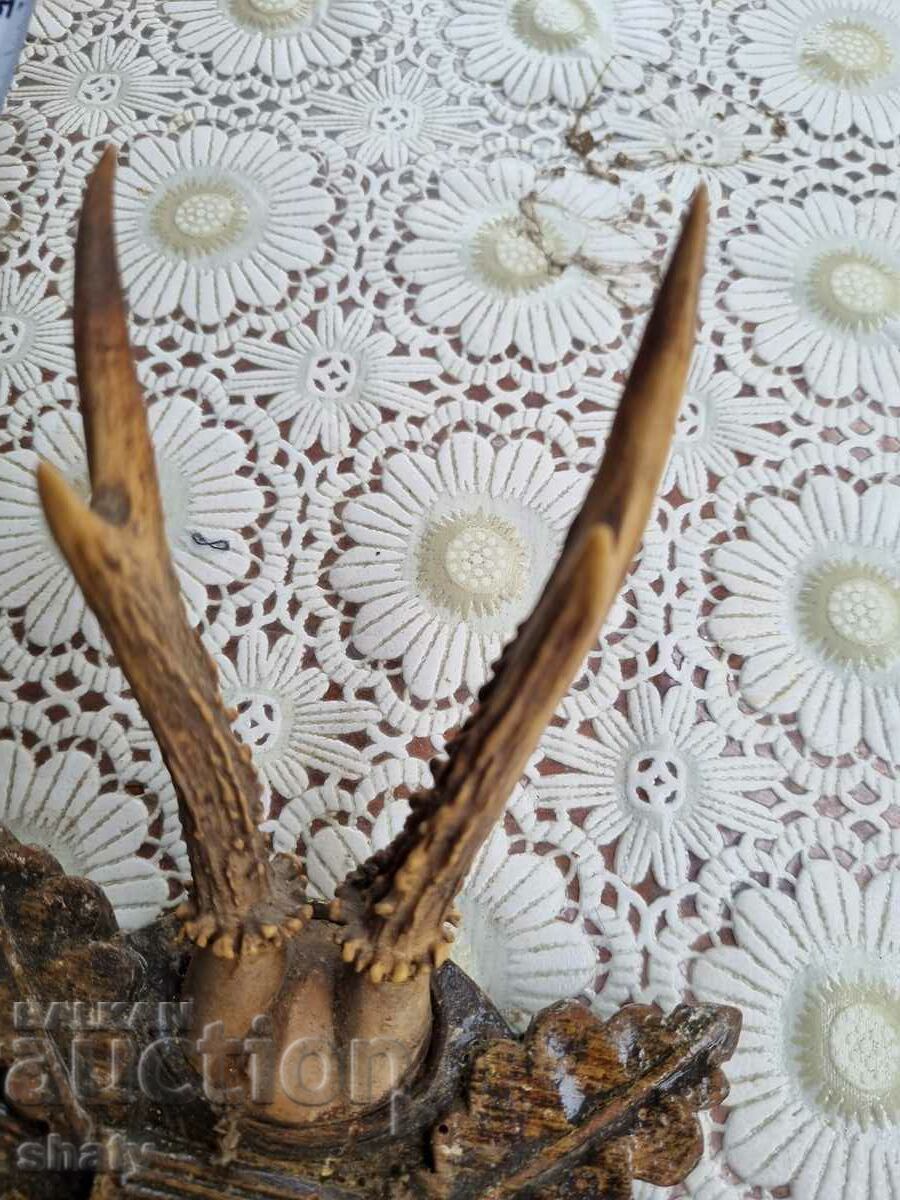 Auction  An old trophy. Horns