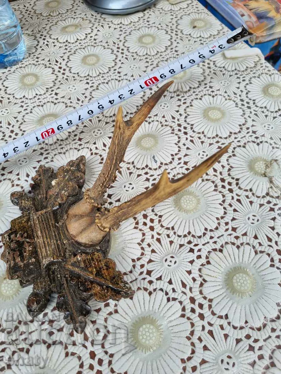 Delivery of An old trophy. Horns