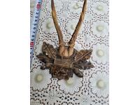 An old trophy. Horns