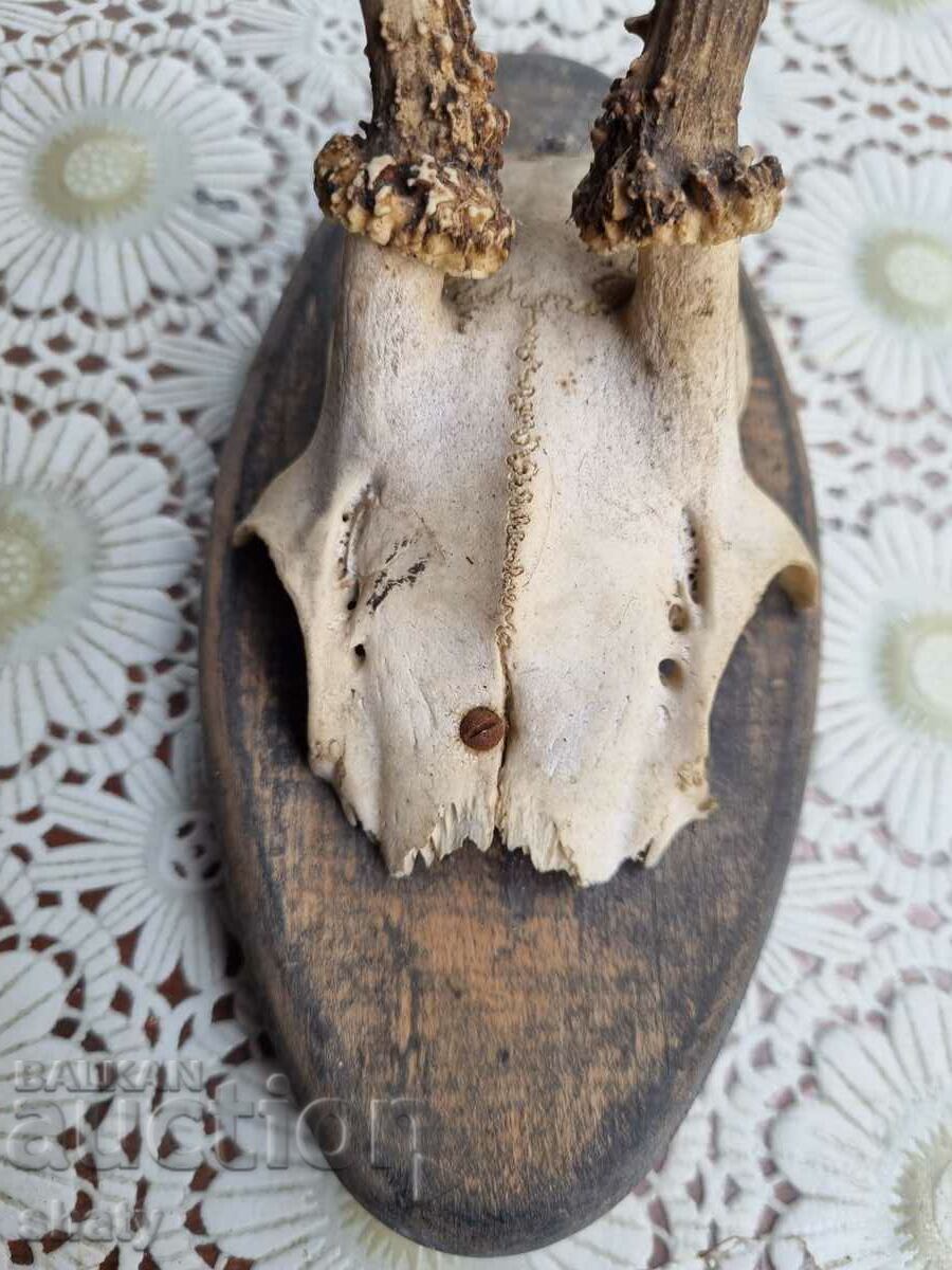 An old trophy. Horns with price € 20.00 | 39.12 BGN