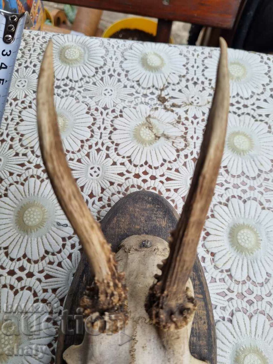 Auction An old trophy. Horns Auction An old trophy. Horns