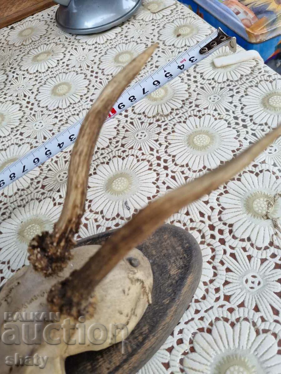 Delivery of An old trophy. Horns Delivery of An old trophy. Horns