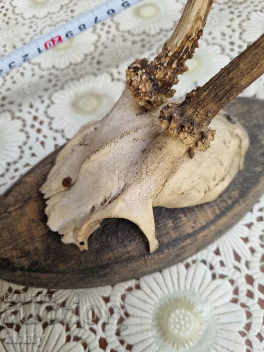 An old trophy. Horns - 5 An old trophy. Horns - 5