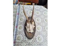 An old trophy. Horns