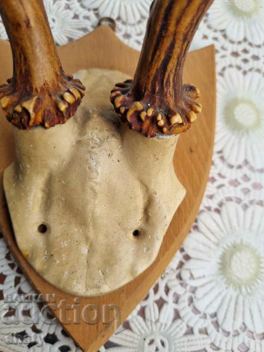 An old trophy. Horns with price 35.00 BGN | € 17.90 An old trophy. Horns with price 35.00 BGN | € 17.90
