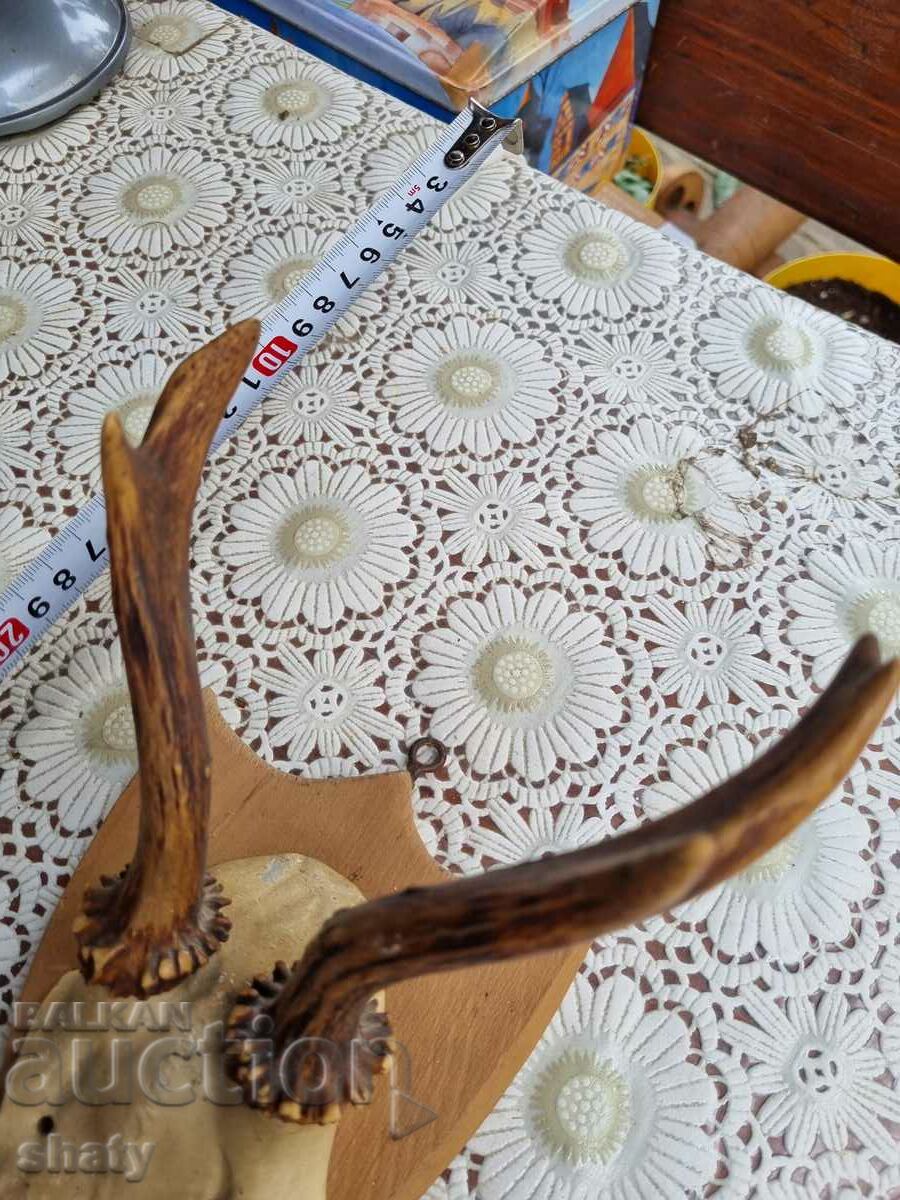 Auction An old trophy. Horns Auction An old trophy. Horns