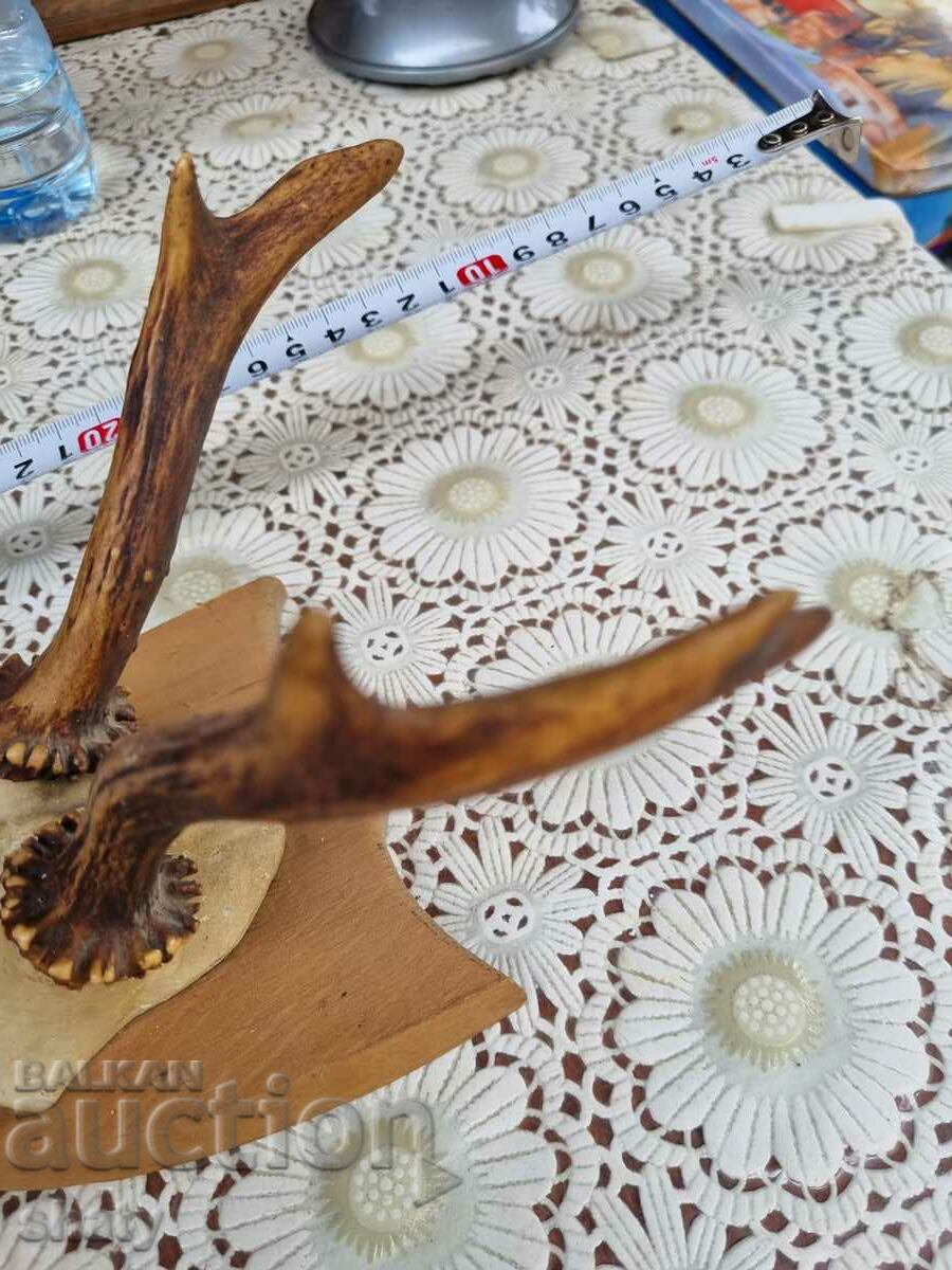 Delivery of An old trophy. Horns Delivery of An old trophy. Horns