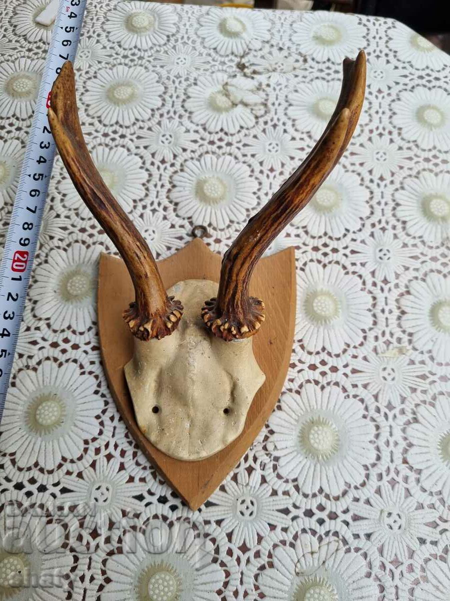 Стар трофей. Рога