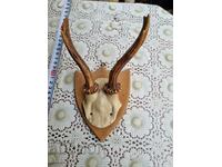 An old trophy. Horns