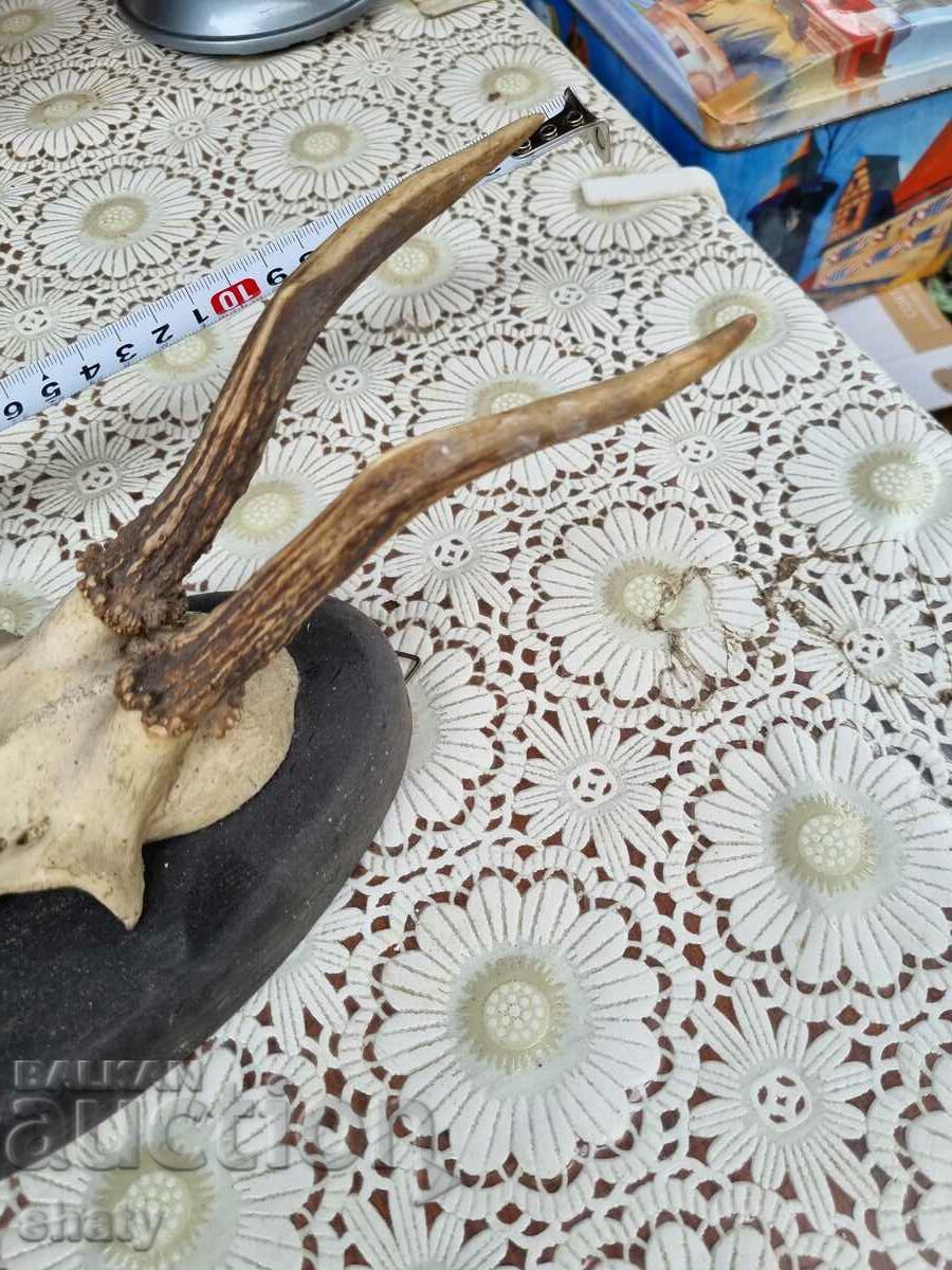 Стар трофей. Рога с цена € 20.00 | 39.12 лв.