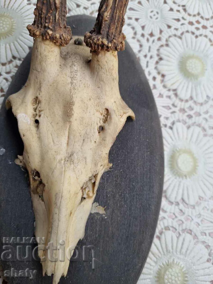 Delivery of An old trophy. Horns