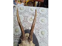 An old trophy. Horns