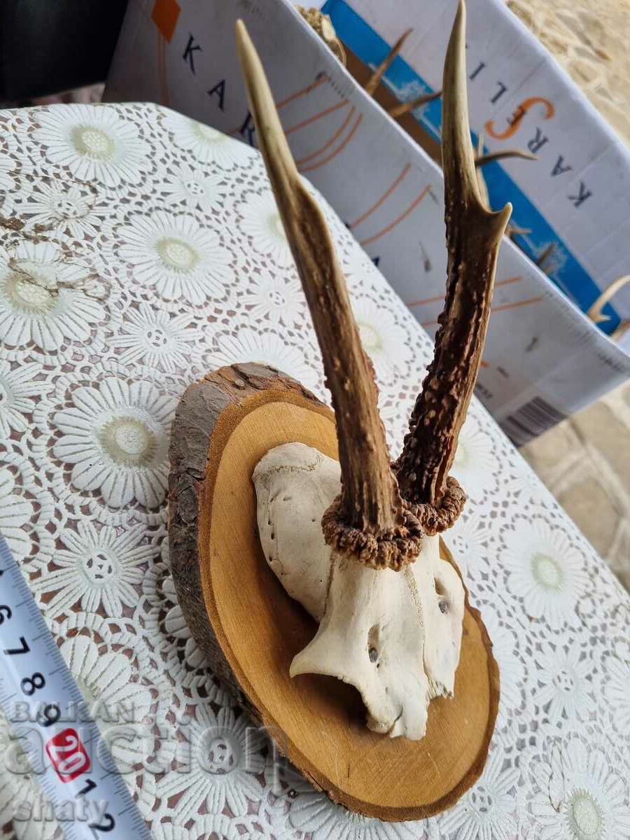An old trophy. Horns with price 35.00 BGN | € 17.90